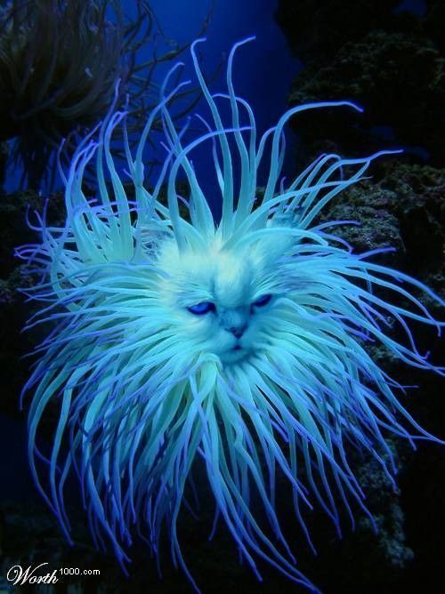 Un poisson chat.....