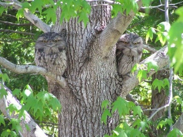 Hibou bien boisé....