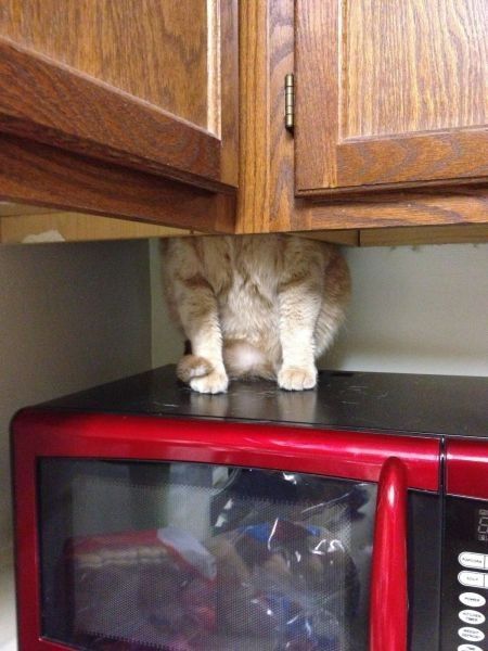 Trouvez le chat...hi..hi..