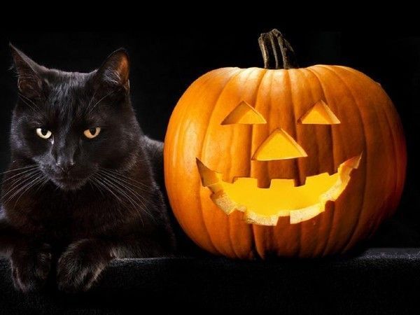 Chat halloween