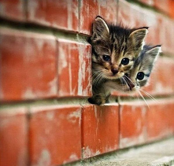 Des chatons dans la brick