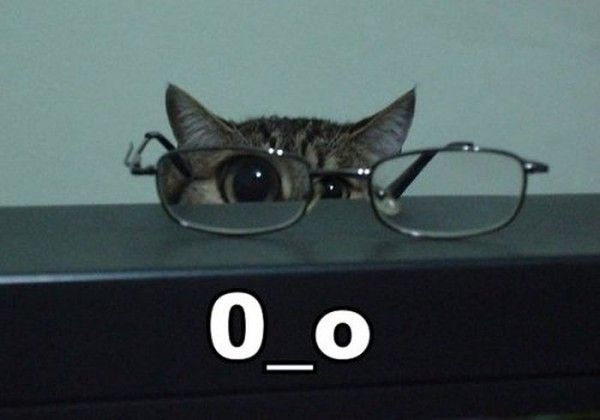 Chat chez l'oculiste