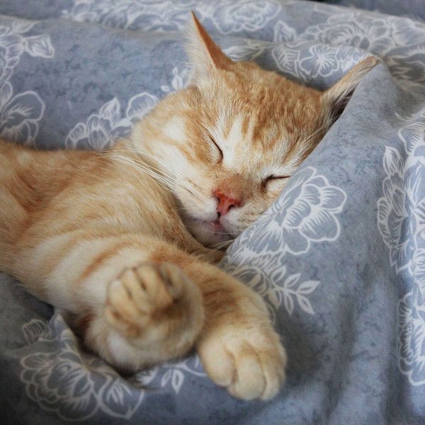 dodo...du matin...