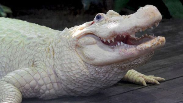 croco..blanc