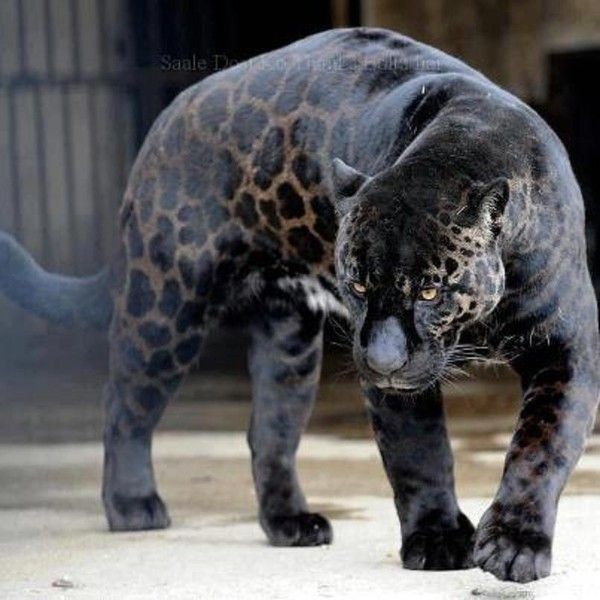 Jaguard noir