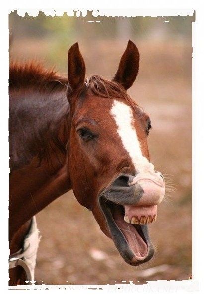 Cheese...hi..hi..