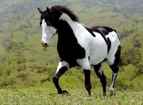 Un beau cheval....