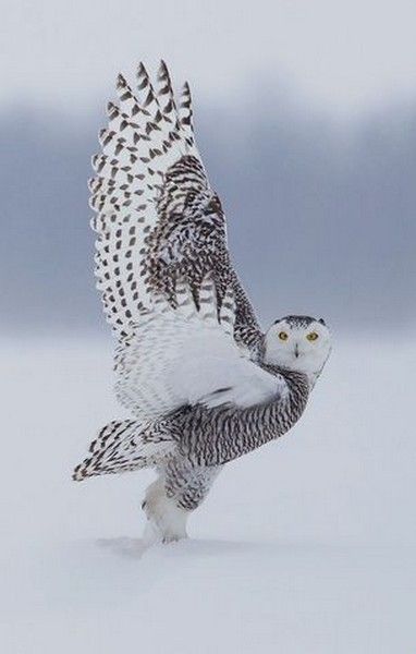 hou.......