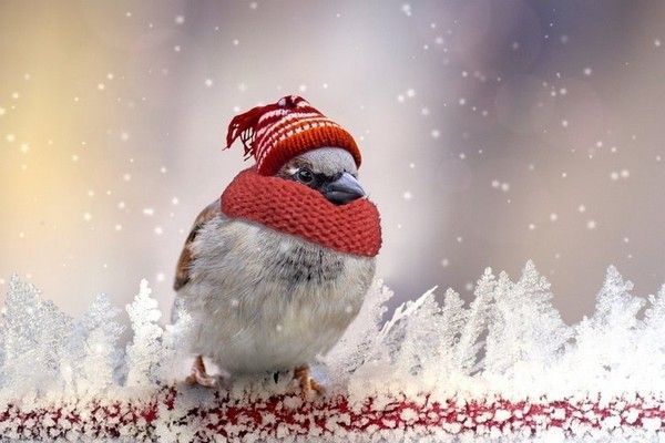 même les oiseaux