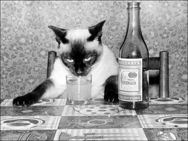 et si chat suffit...pas..hi.hi..