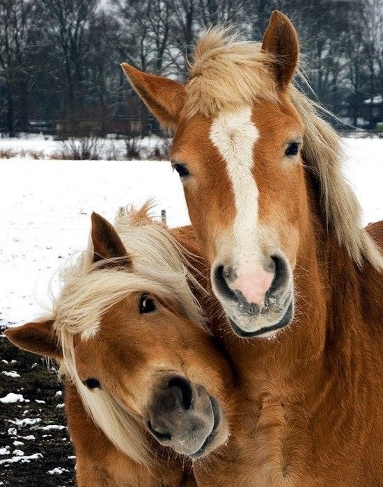 Deux beau copain