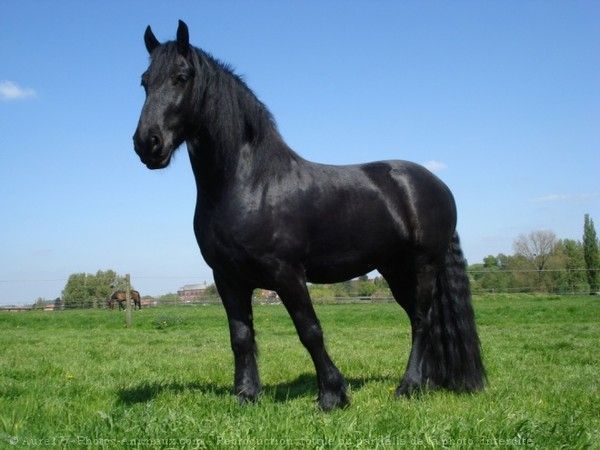 Et on termine avec un cheval...