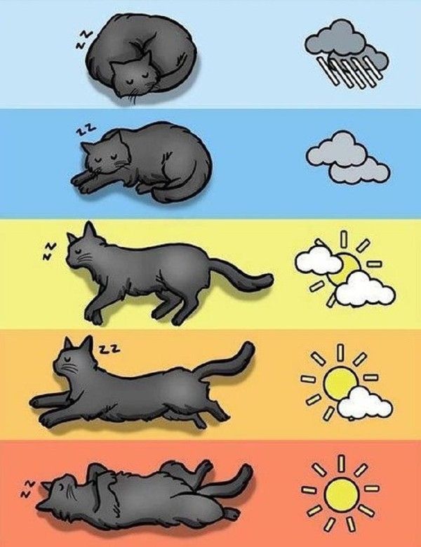 Chat et la météo...