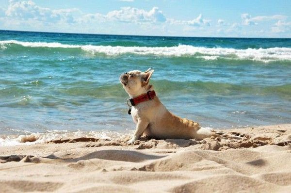Se bronzer sur la plage....