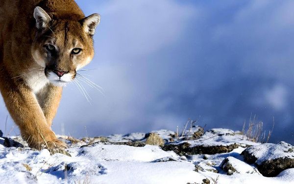 beau puma