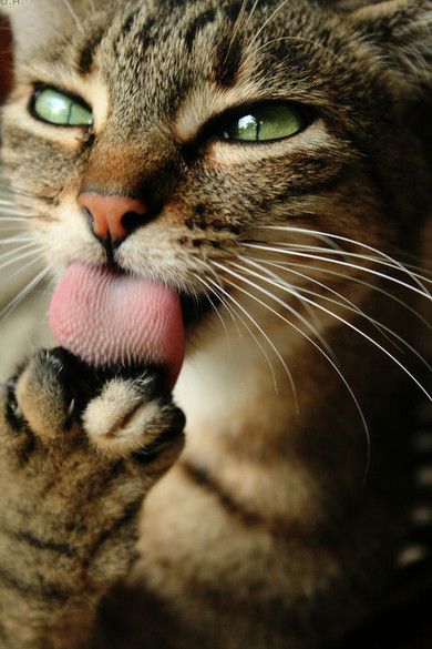 langue de chat..hi.hi..