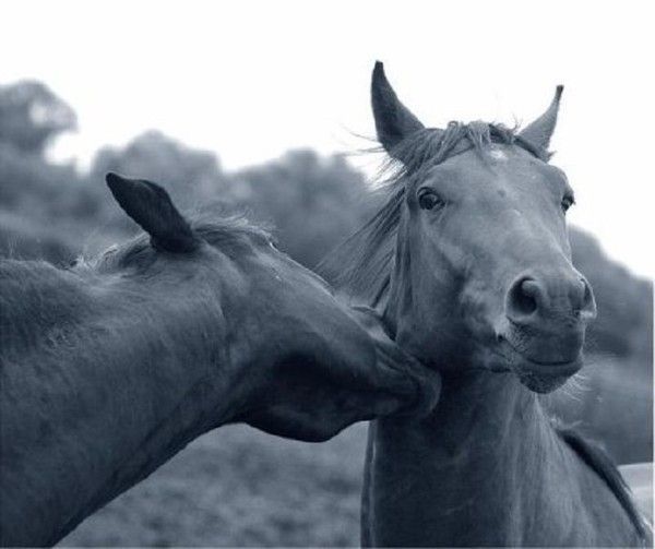 Un bisou ....