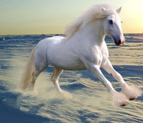 Beau cheval blanc