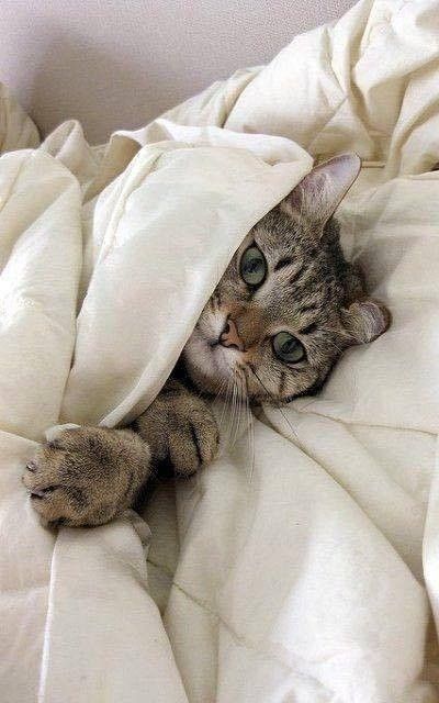 que chat prendrais.....