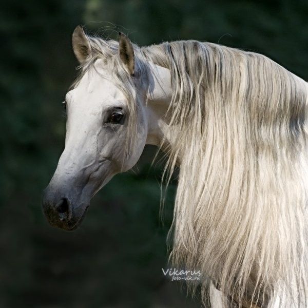 Un beau cheval...