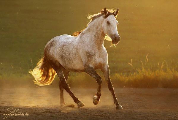 Cheval...à l'aube......