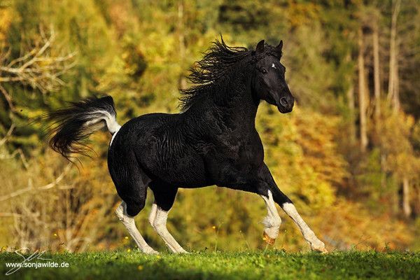 Joli cheval...
