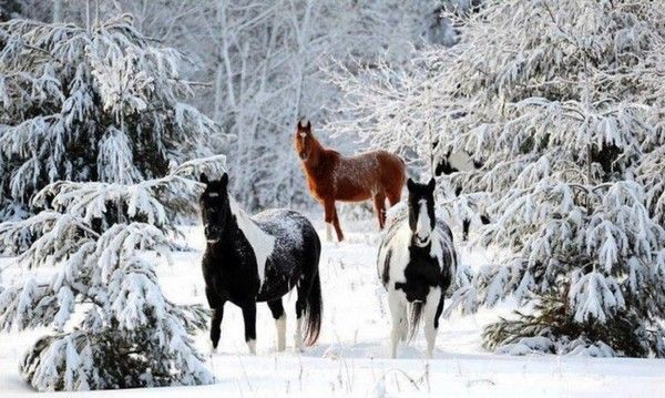 Cheval et la neige