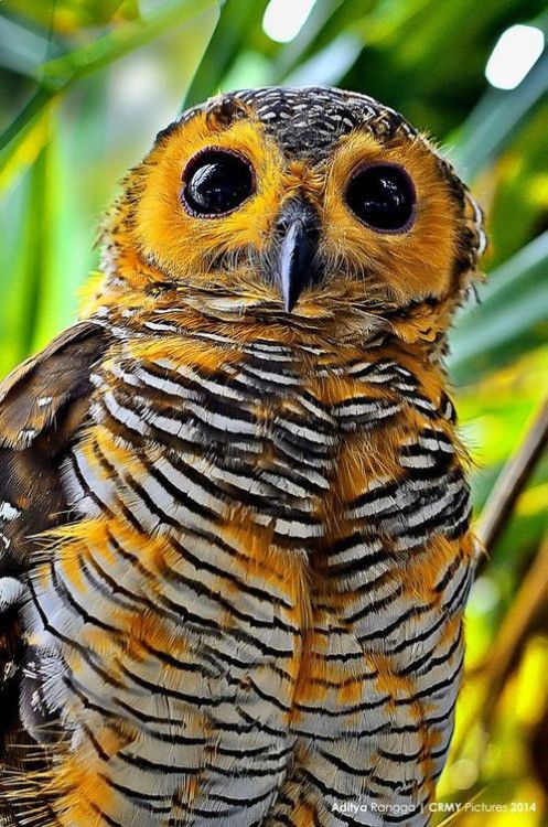 joli hibou