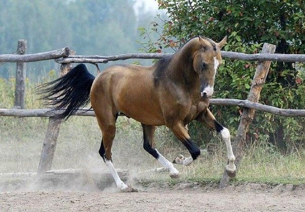 Cheval...