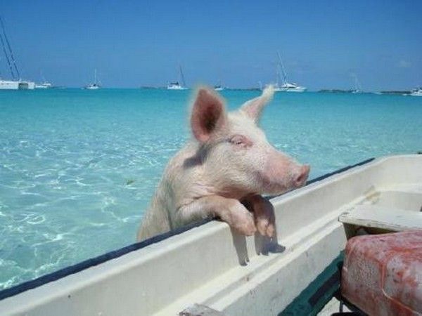 Cochon..a la mer...