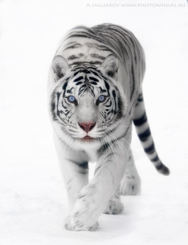 tigre blanc...