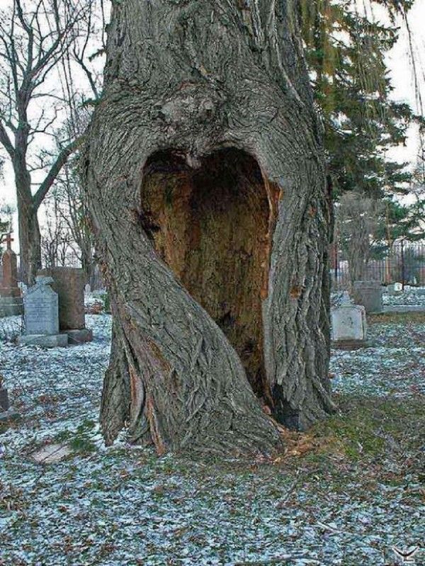 Coeur dans l'arbre...