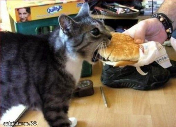 Non  Non  Non...mon sandwich...