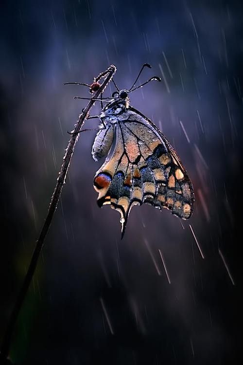même sous la pluie
