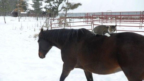 Une rail...de poney....