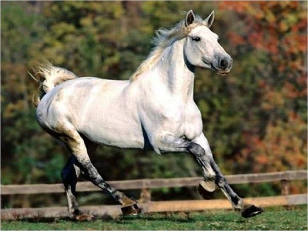 Cheval..blanc