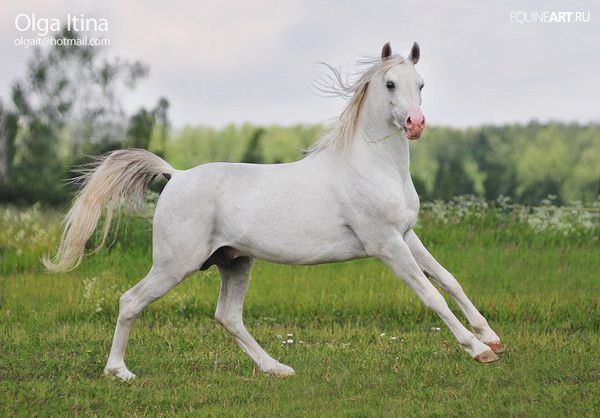 Cheval blanc