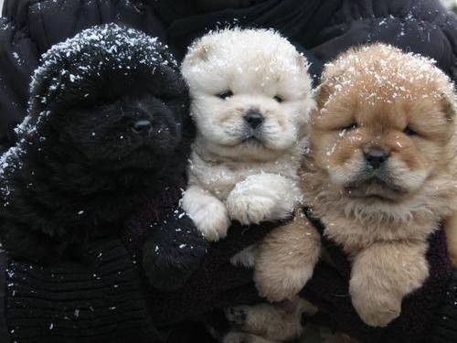 Des chiens hiver...