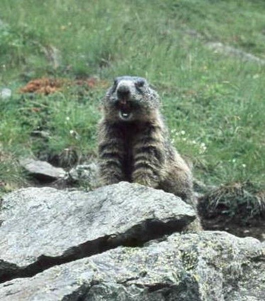 CV de la marmotte..hi.hi..