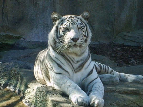 tigre blanc
