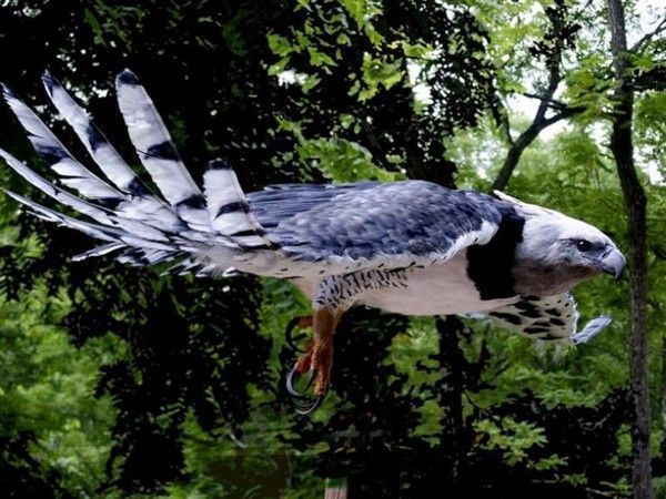 Un bel oiseaux pour surveiller vos alentours...
