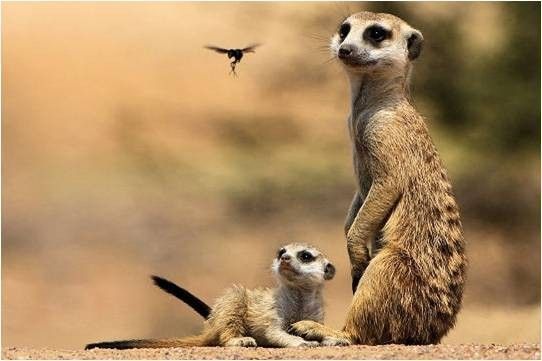 Regarde la mouche volée...