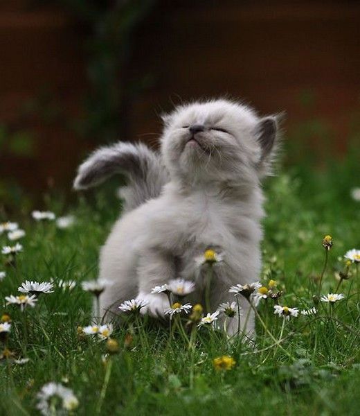 chaton printemps