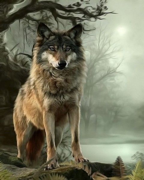 beau loup