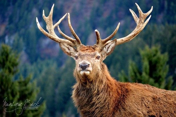 buck