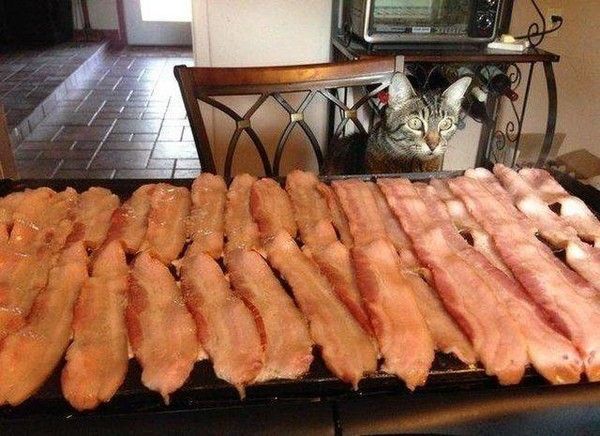 le bacon...chat