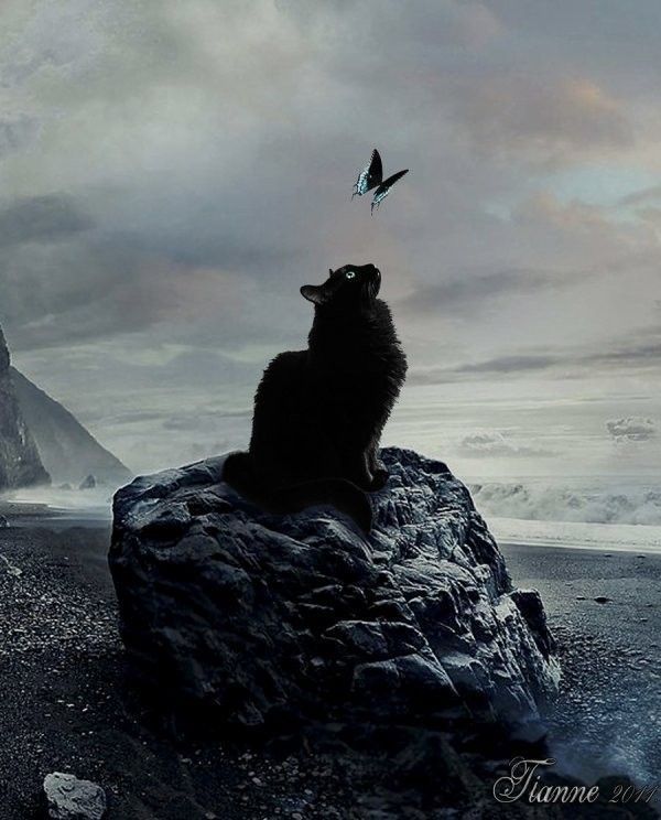 chat et papillon