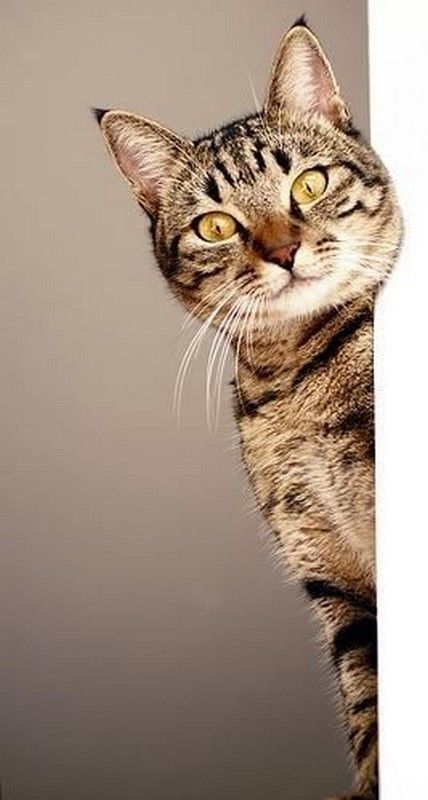 coucou...