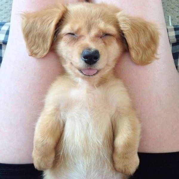 hi.hi..heureux et content