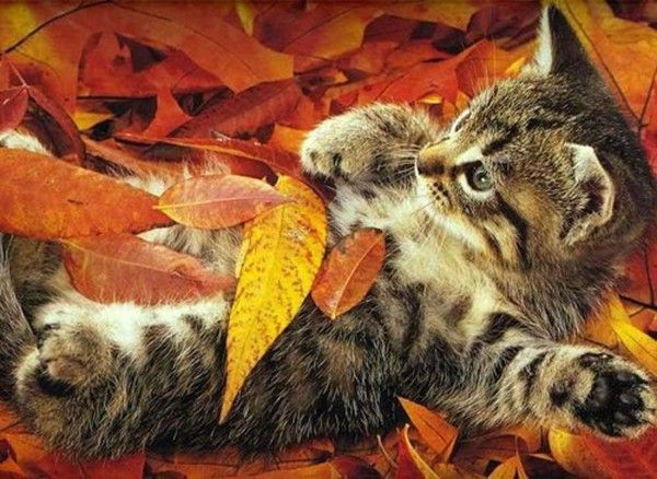 Chat automne